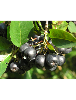 Рябина черноплодная (Арония)  Алтайская Крупноплодная