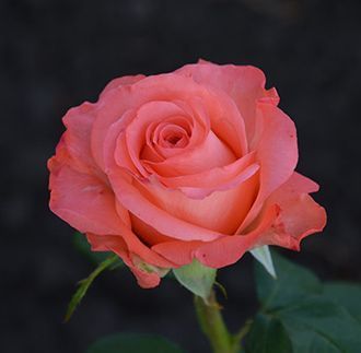 Роза чайно-гибридная Нобилис