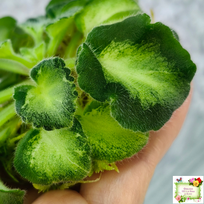 ОлА-Браслет Нефертири (О. Агафонова) листовая химера