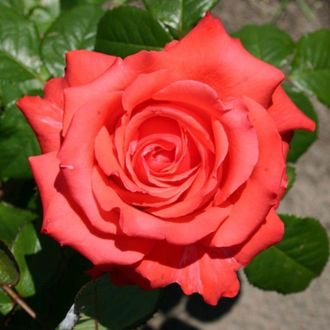 Маниту (Manitou) роза  С2,10-20(корнесобственная)