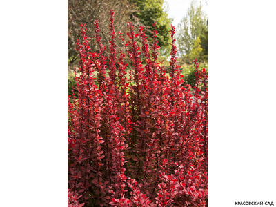 Барбарис Тунберга Ред Рокет фото в саду красовский-сад.рф