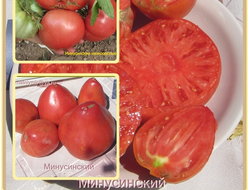 Минусинские сорта томатов