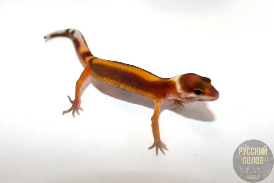 Пятнистый леопардовый эублефар, Eublepharis macularius