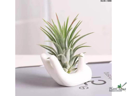 Рука Будды - Подставка для Тилландсий керамическая