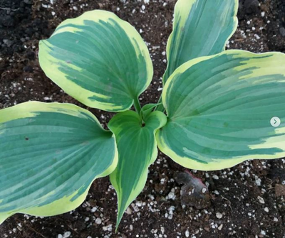 Хоста Crocodile Socks