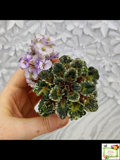 Heavenly Girl (Хевенли Гел), H.Pittman (пестролистный гёрл)