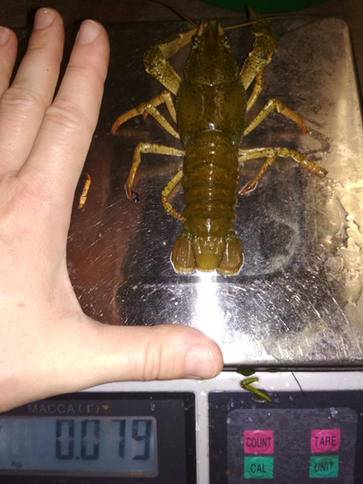 По-луизиански - размер "L" от 60 до 80 гр/шт.