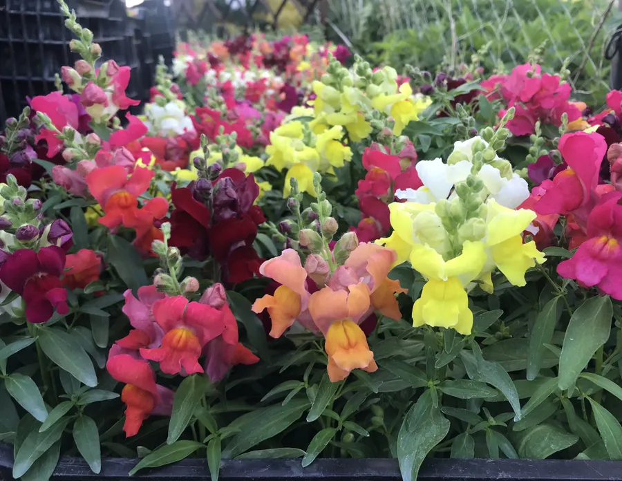 Львиный зев