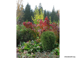 Спирея японская Мерло Голд Купить в красовский-сад.рф