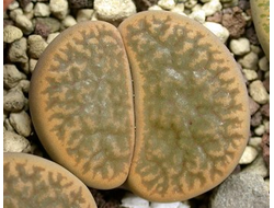 Lithops hookeri v.marginata C338 (MG) - 10 семян