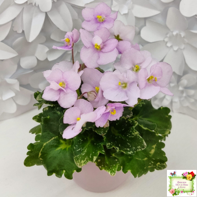 Morgan's Ivy League (C.Eros) (пестролистный гёрл)