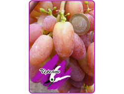 Виктор (укоренённый черенок)