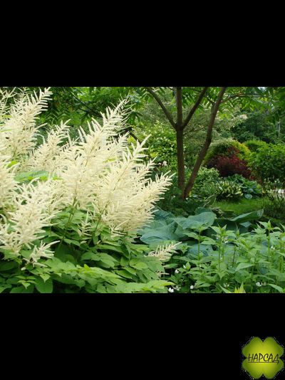 Волжанка обыкновенная (двудомная, лесная)