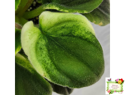 LV-Мариночка (Л. Шевелева) 2023 г. (клакамас бастл-листва с кроновой пестролистностью)