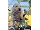 Сука 4. НЕРГИС ШАХ. Продана. Нягань