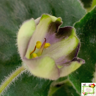 7 Белок (Калгины) химера (стартер сорт)