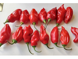 Перец острый  Naga Smooky Rainbow