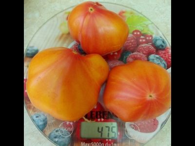 Томат Золотые горы Медео