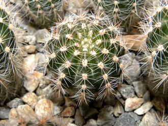 Echinopsis ‘Doris’ x ‘Ayacucho’ ex Wessner (D=30-40mm)