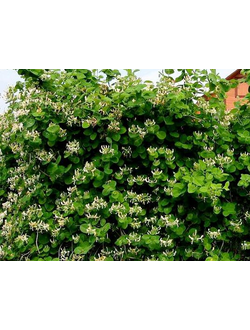 Жимолость татарская