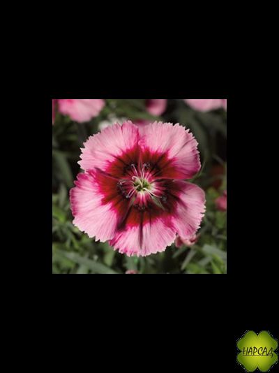 ГВОЗДИКА В АССОРТИМЕНТЕ