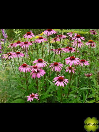 Эхинацея пурпурная (лекарственная) (саженец 1 года)