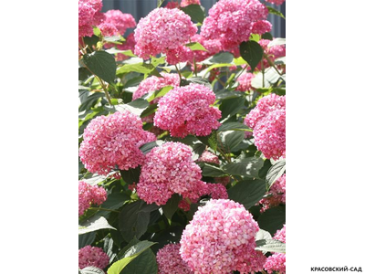 Гортензия древовидная Пинк Аннабель в Москве - Фото - Описание - выбрать Сорта - Красовский-Сад.рф