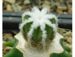 Aztekium hintonii (d=20 мм)