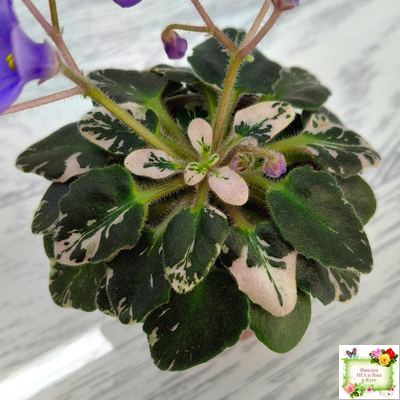 Н-Синий Лён (Н. Бердникова) 2015 г. трейлер