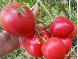 Томат Медвежье сердце