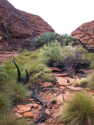 Buddhawood EO (Australia) / Дерево Будды 100% эфирное масло, 2 мл