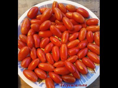 Томат Тегусигальпа (Tegucigalpa)