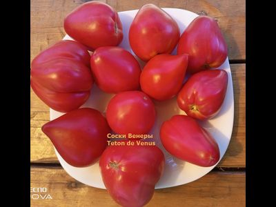 Томат Сосок Венеры (Teton de Venus, Франция)