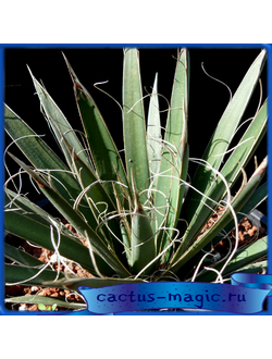Agave schottii