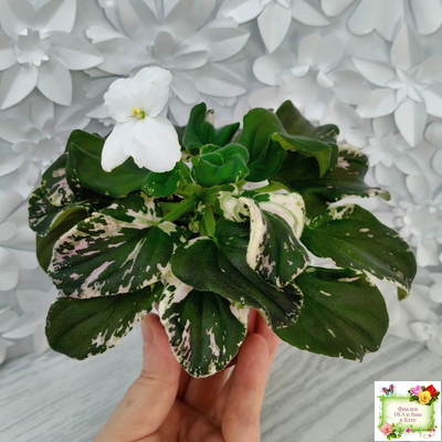 LV-Девятый Вал (Л. Шевелева) 2024 г. трейлер (пестролистный клакамас)