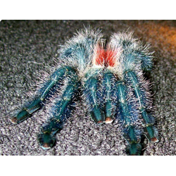 Avicularia sp. amazonica