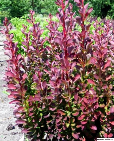 Барбарис Тунберга Red Pillar - фото кустарника - красовский-сад.рф