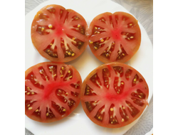 Томат гном Серый металлический пистолет (Gun Metal Grey)