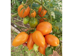 Томат Чухлома