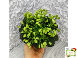 Emerald Bell (О.Барышева) 2016