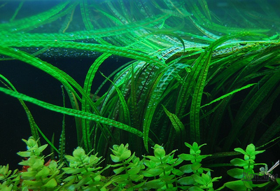 Криптокорина Балансе