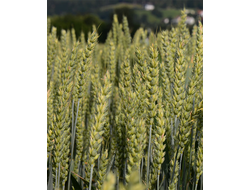 семена озимой пшеницы тимирязевка