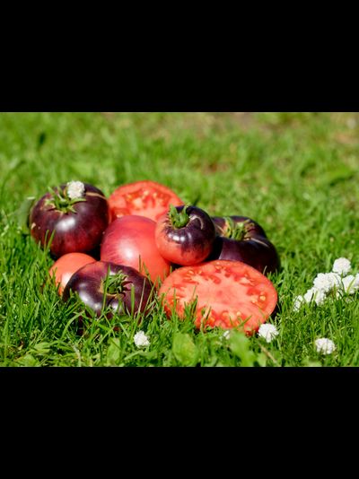 Томат Аметистовая драгоценность (Amethyst Jewel), 10 шт.