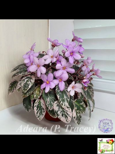 Adeara (P. Tracey) (3975) 06/02/1980 трейлер