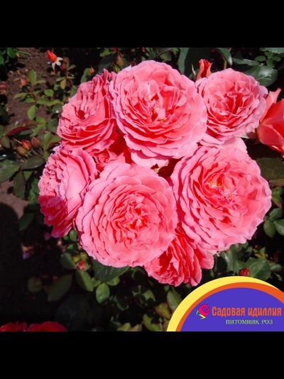 Институт Люмьер (Institut Lumiere)