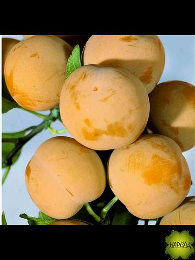 Слива "БЕЛАЯ МЕДОВАЯ" (КРУПНАЯ, МЕДОВАЯ, САЖЕНЕЦ 3 ГОДА)