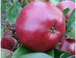 Антей (яблоня)