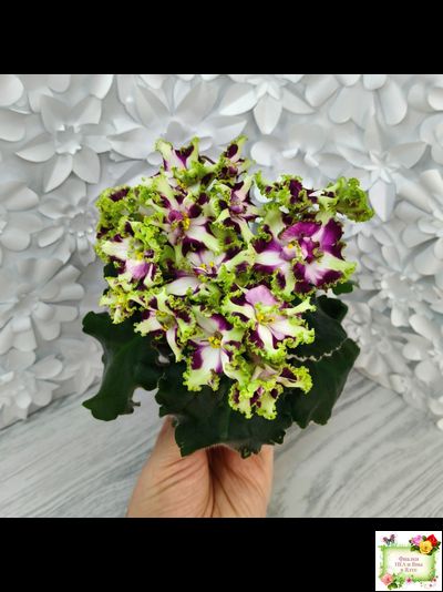 Лесной Царь (Кузина, Артемова) 2009 г. химера (стартер сорт)