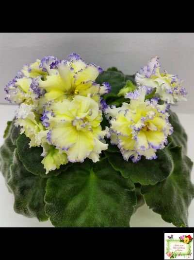 ЛЕ-Золото Нибелунгов (Е. Лебецкая) 2017 г.