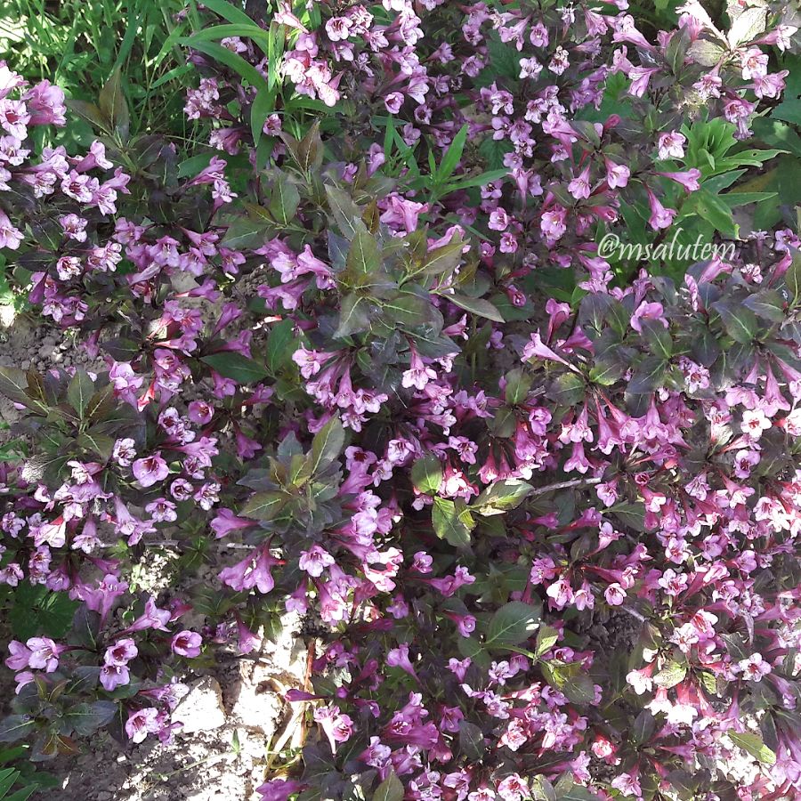 Weigela florida Tango